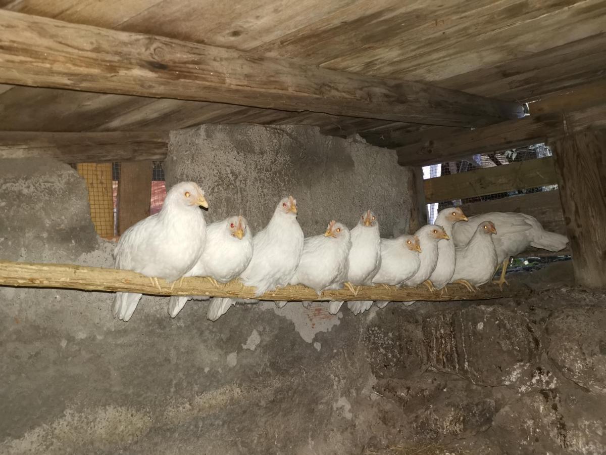 Maison d'hôtes La Fattoria Dei Nonni à Paterno  Extérieur photo